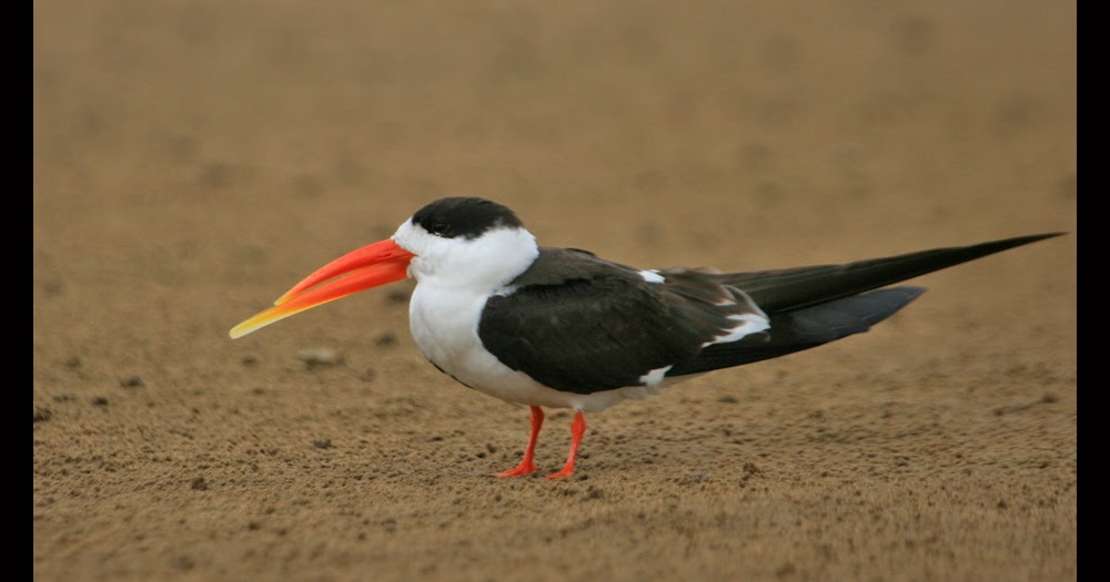 Birding Travelogue Indian Skimmers