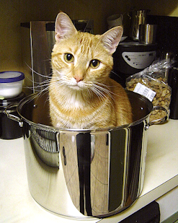 Is Turkey With Gravy Okay For Cats To Eat Is Turkey With Gravy Okay For Cats To Eat