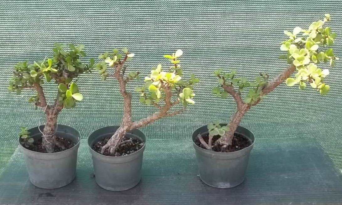 33+ Spekboom Bonsai Care Pics Hobby plan