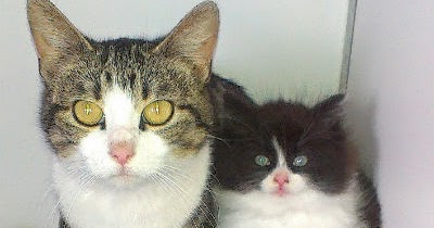 Pregnant Cat Gives Birth Under Garden Decking Meow Blog