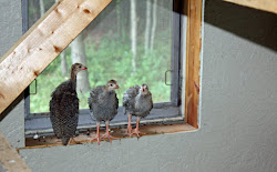How much are those keets in the window?