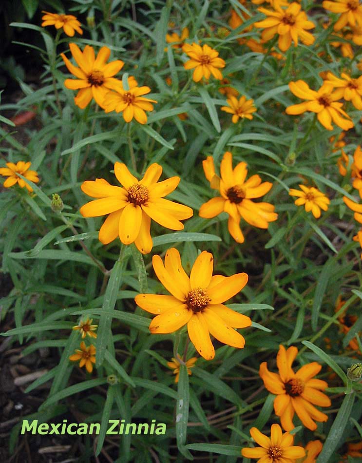 A Leafy Indulgence August 2011