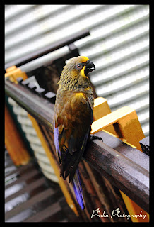 சிங்கப்பூர் பறவைகள் பூங்கா புகைப்படங்கள் -(BIRD PARK SINGAPORE) Birds+park+singapore-post-2+(8)