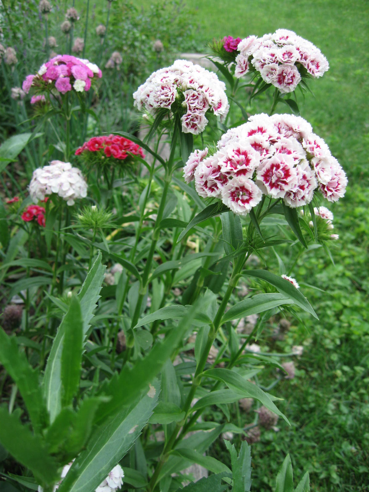 minhus Winter Sowing Grow Beautiful Flowers and Plants Cheaply