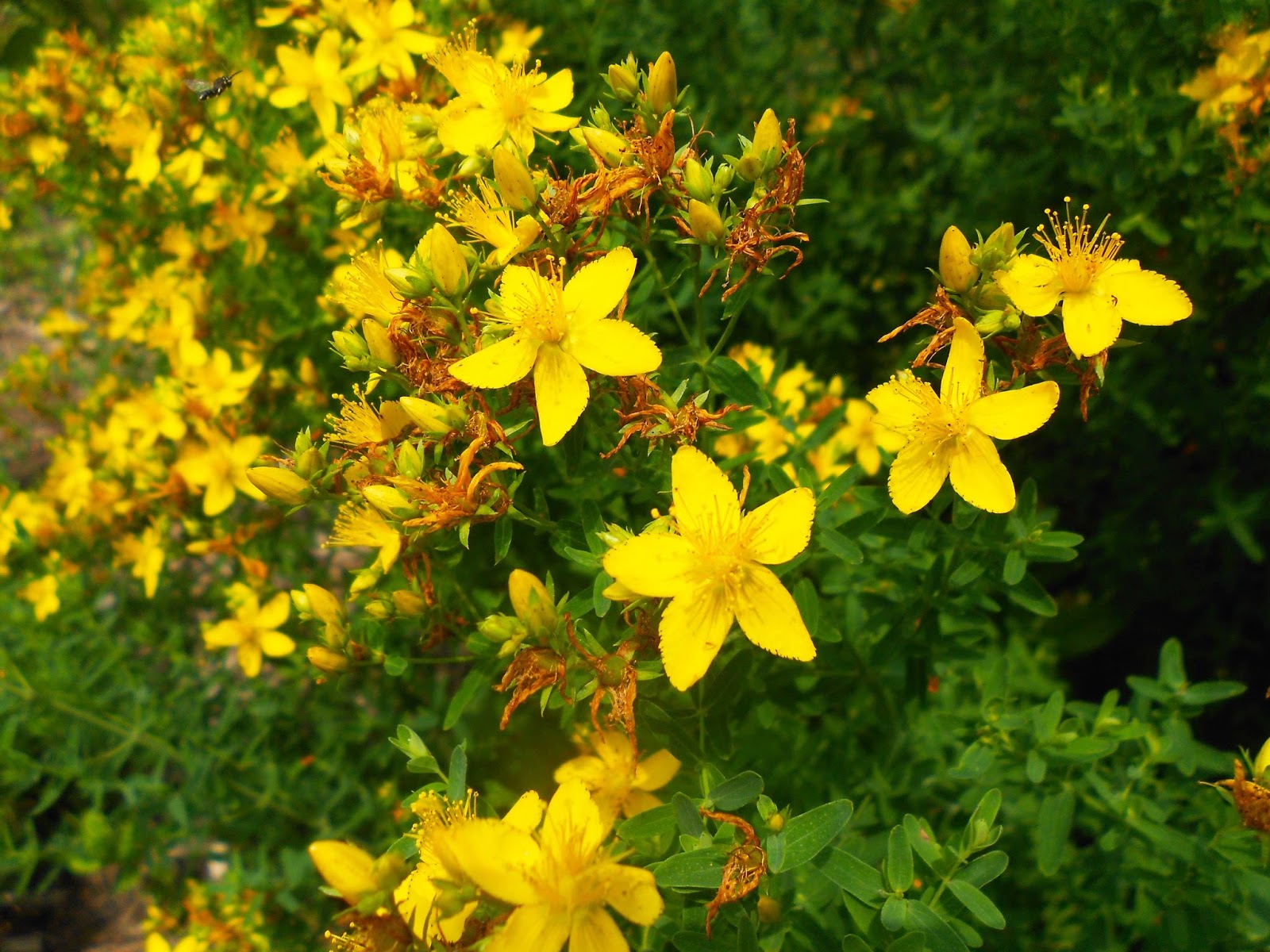 the use of st johns wort St john’s wort oil is one of my most used home remedies in this post, i will share the 5 healing uses of st john’s wort oil. the use of st johns wort St john’s wort oil is one of my most used home remedies in this post, i will share the 5 healing uses of st john’s wort oil.