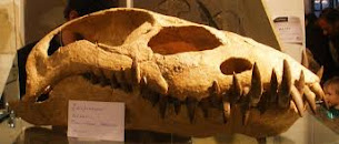 Cráneo de plesiosaurio, Zarafasaura