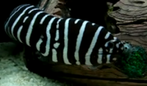 zebra moray eel