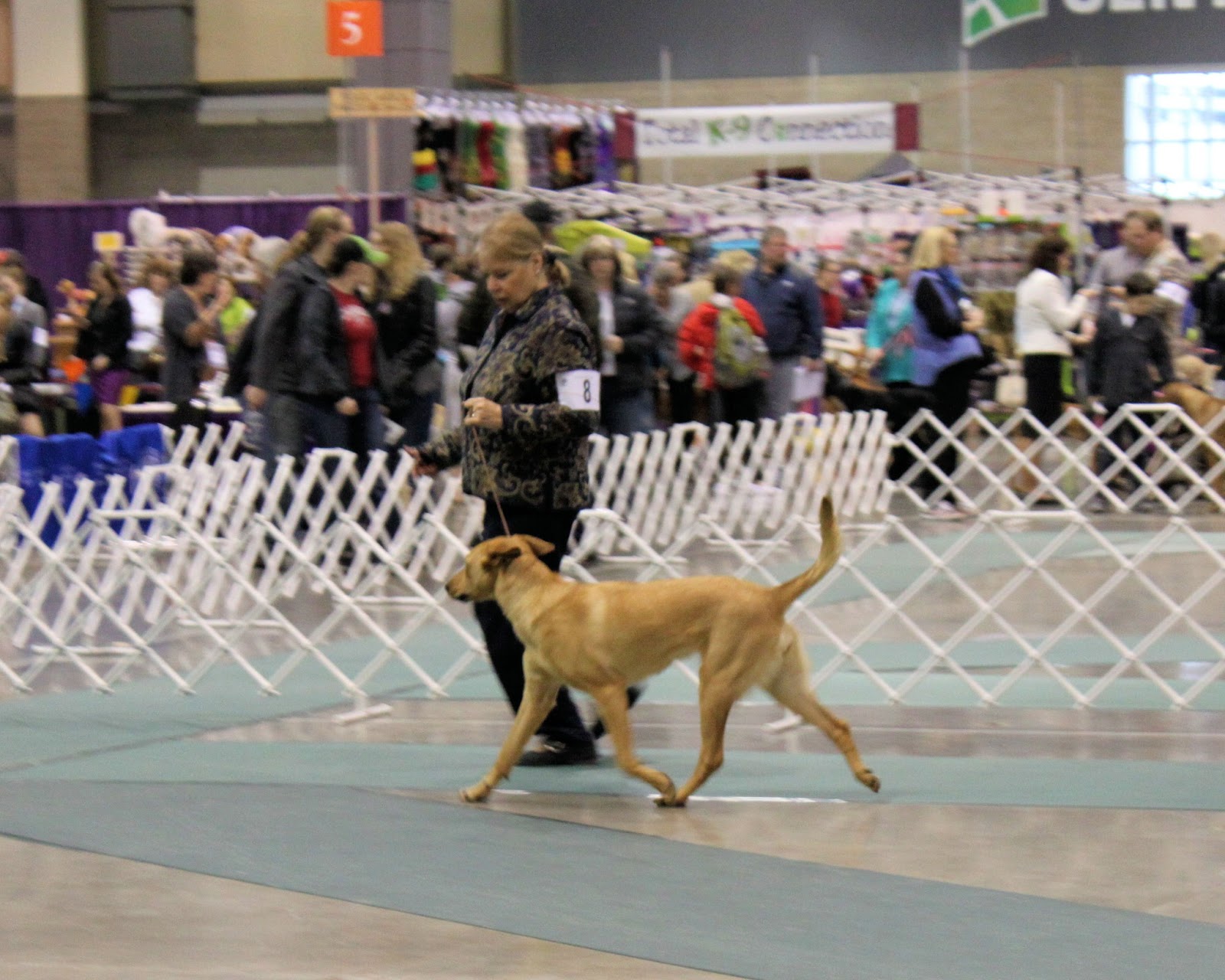 BrownStone Chinooks Seattle AKC Dog Show