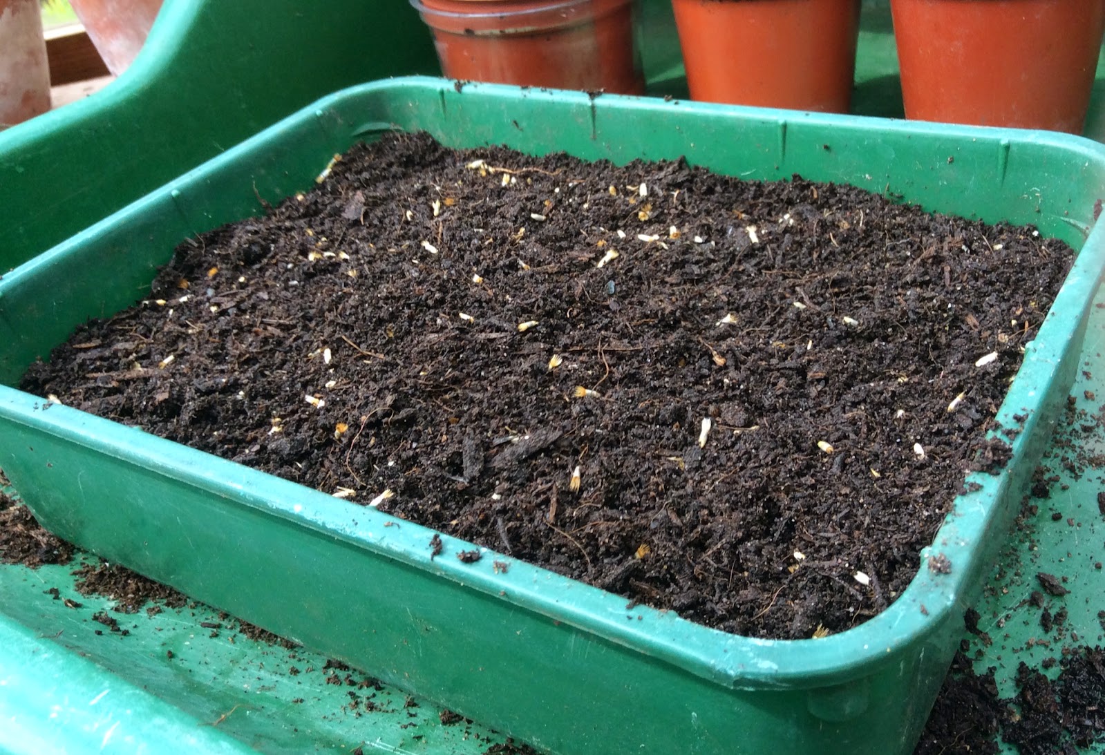Cornflower Seeds sown and ready to grow