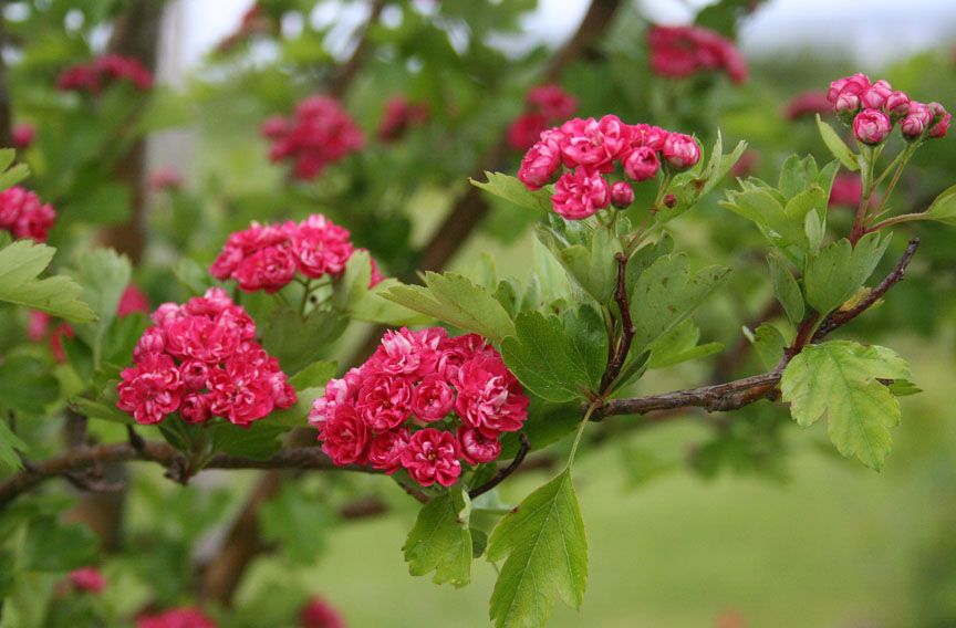 Baldwin Nurseries Perennials, shrubs, trees for Nova Scotia Gardeners