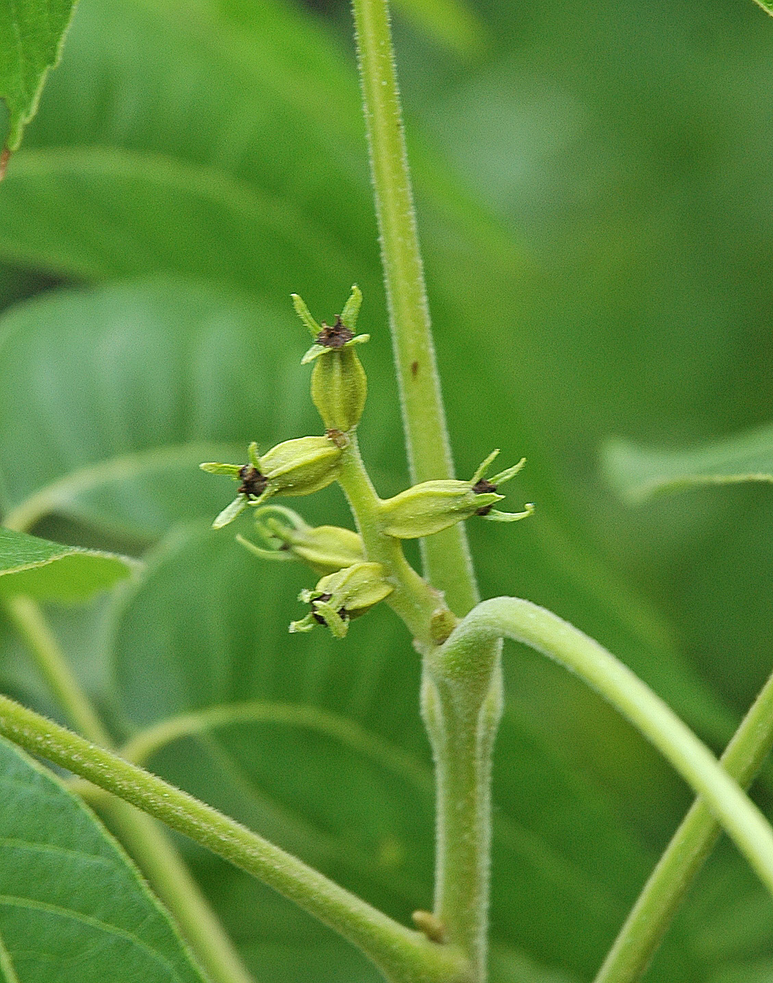 Northern Pecans Pecans set on native pecans