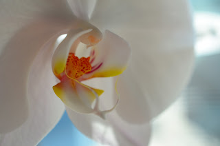 Zoomed in on orchid