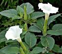 Datura ( Bunga Kecubung )