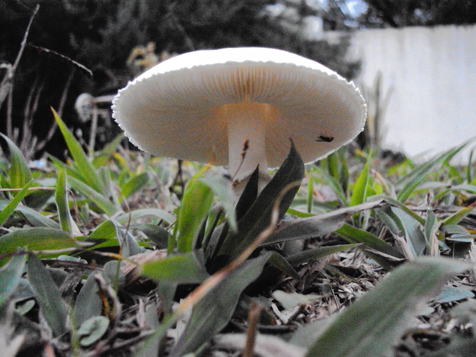 Seres Da Minha Natureza Cogumelos Em Meu Jardim