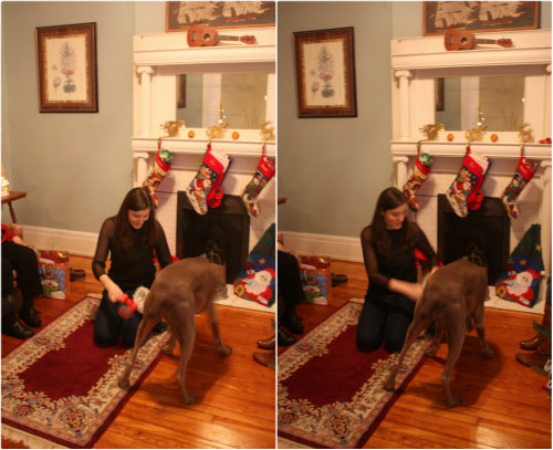 Dog Pacing And Whining With Toy Dog Pacing And Whining With Toy