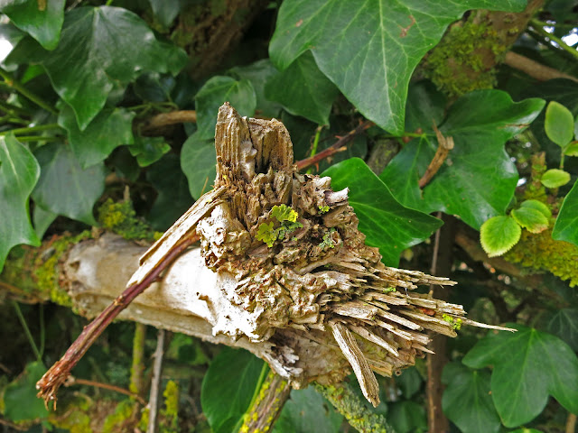 Broken branch with a piece of disturbed lichen fallen on the end