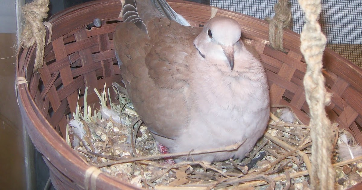 Jacob Boyd Aviaries Caring for Ringneck Doves