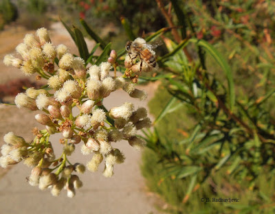 Willow in Bloom at Larry Moore Park, © B. Radisavljevic