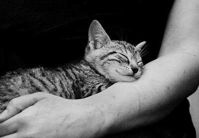Heaven Can Wait - Mysterious Cat
