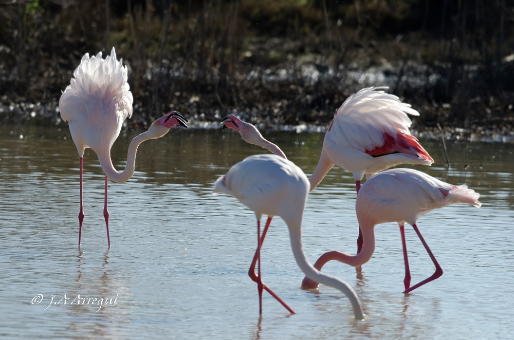 Flamenco común, Phoenicopterus ruber, Greater Flamingo Flamenco común, Phoenicopterus ruber, Greater Flamingo