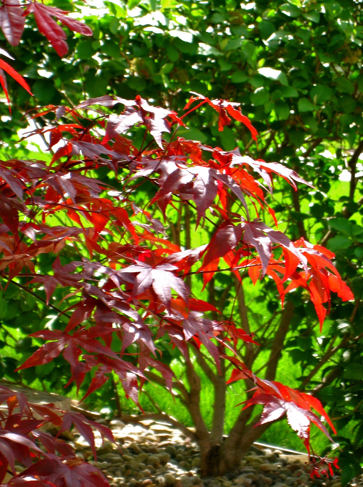 Kansas City Daily Photo Maple in the Spring