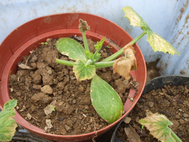 Tomato Frost Damage