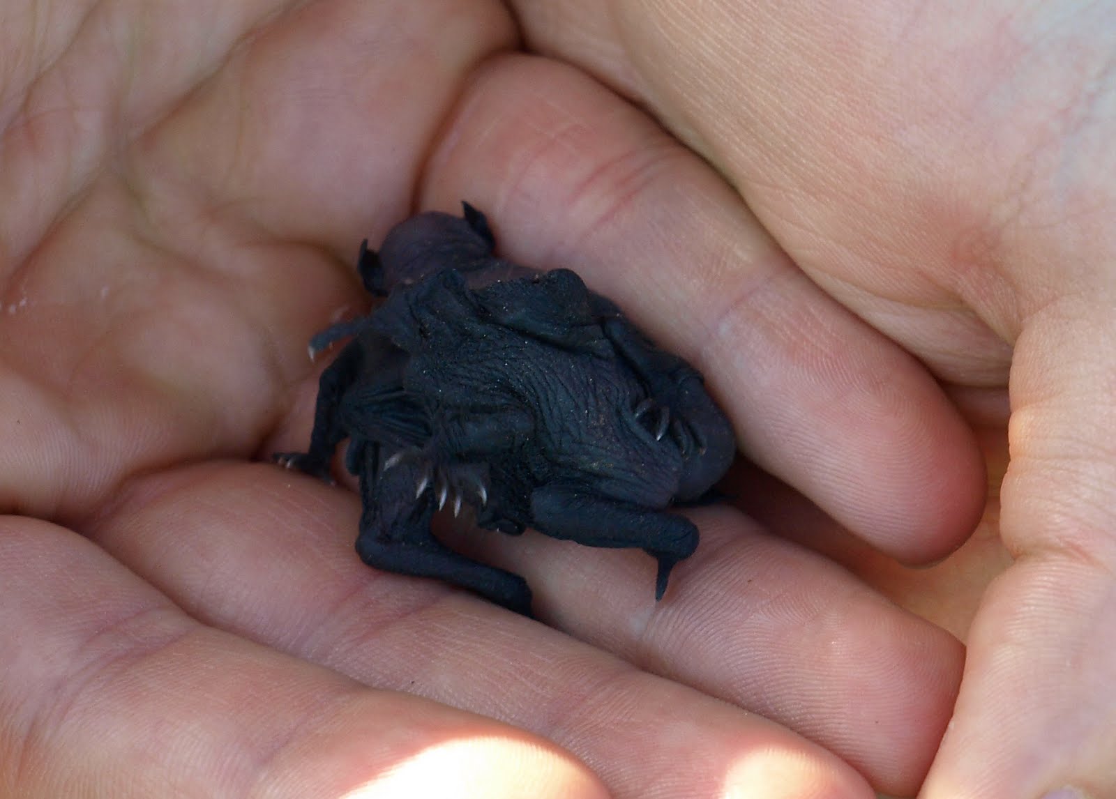 Cackleberry Cottage Baby bats