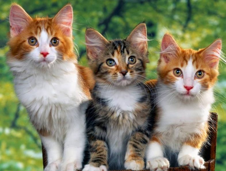 Contoh Descriptive Text About Animal