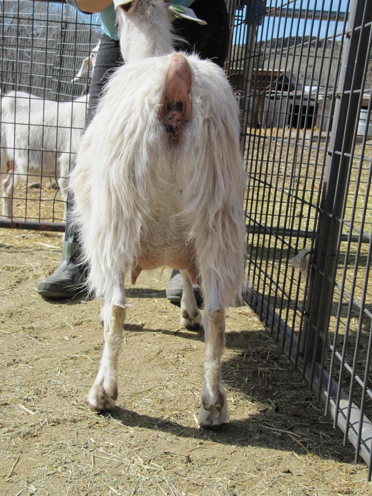 LIBERTY FARM CASHMERE GOATS CASHMERE GOATS FOR SALE