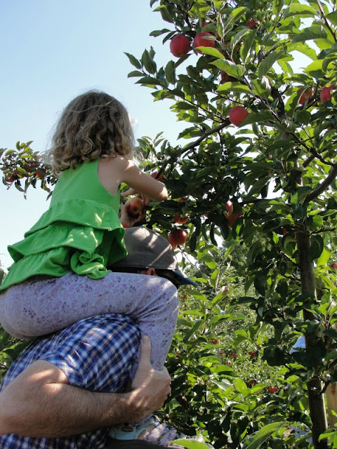 kid picking apples