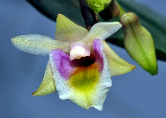 Orchid of Molluca