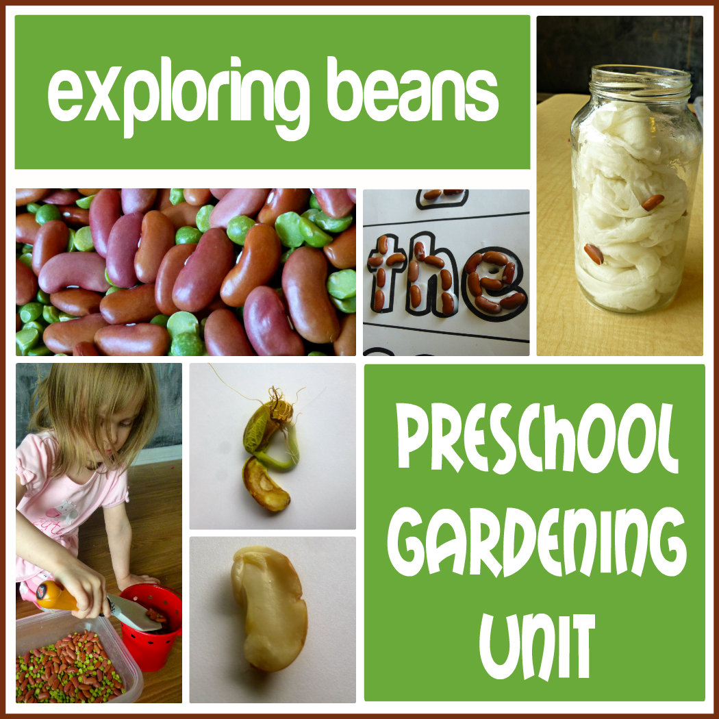 Finding the Teachable Moments Preschool Gardening Unit exploring beans