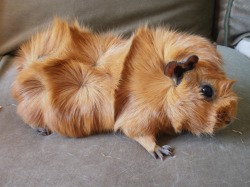 Sophie S Guinea Pigs Breeds Of Guinea Pigs