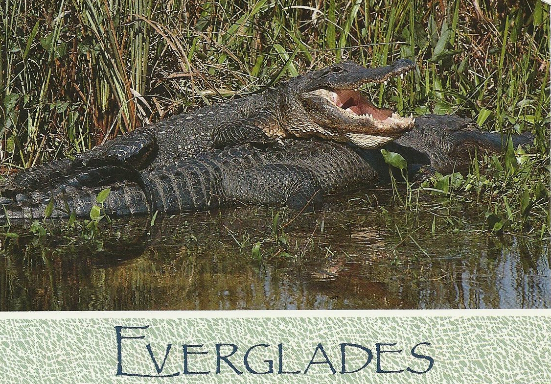 Vintage Travel Postcards: The Everglades