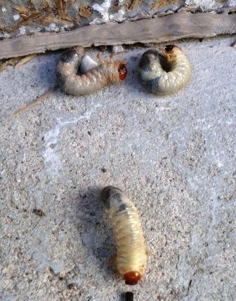xtremehorticulture of the desert grubs in container of garden soil killing plants xtremehorticulture of the desert grubs in container of garden soil killing plants