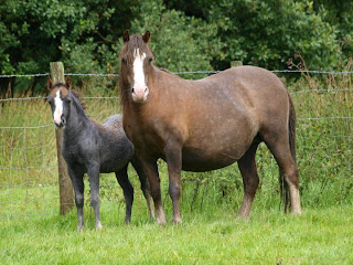 Pony heritage