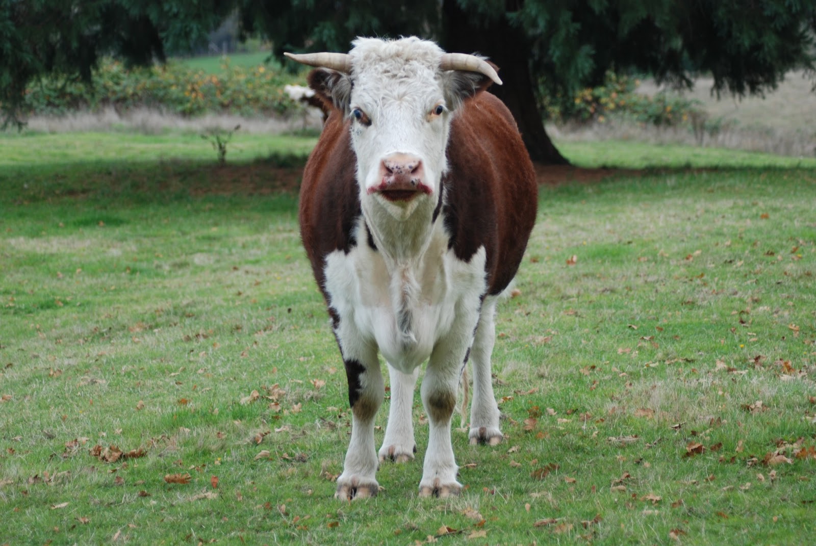 The good life A Tail of cows