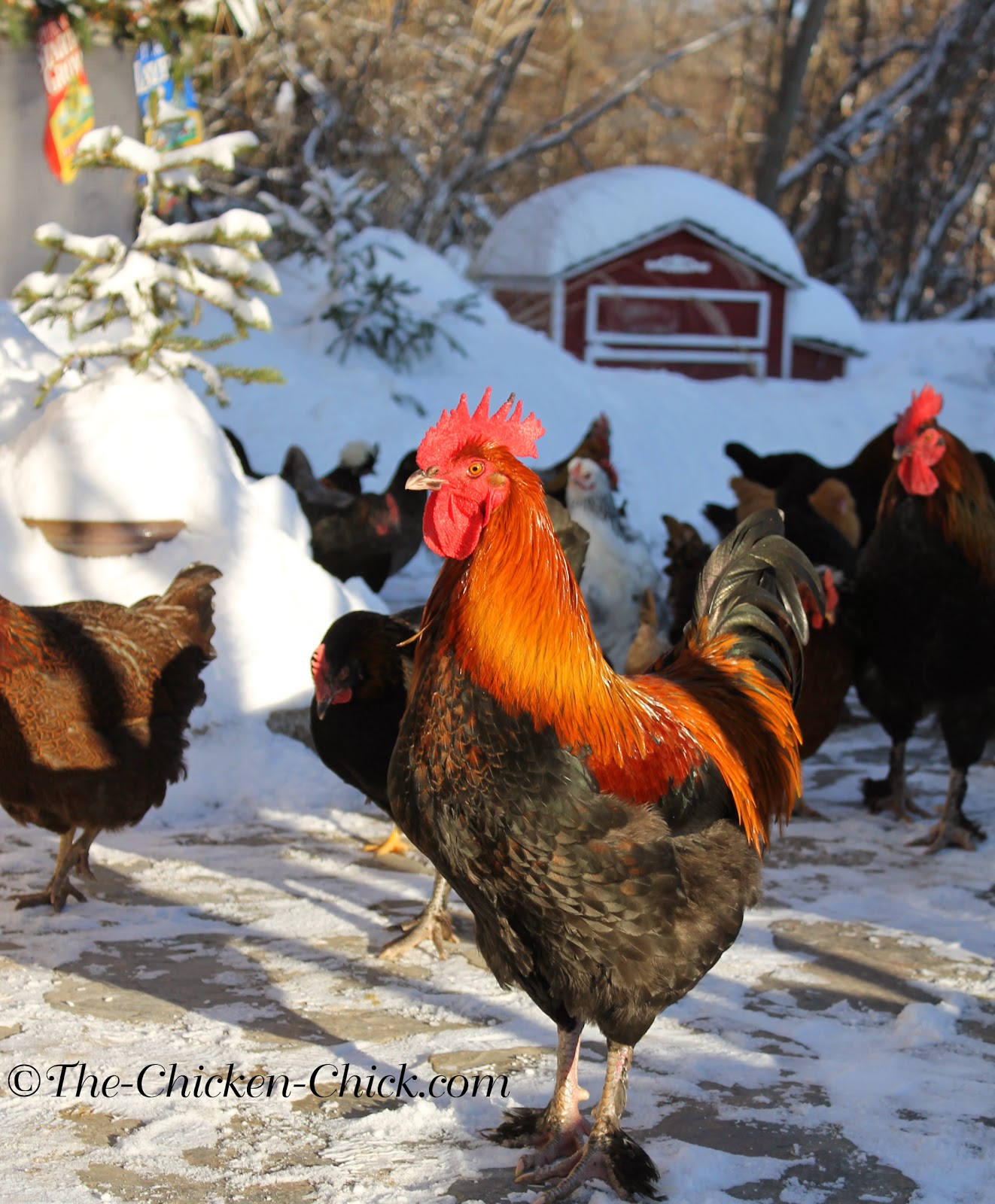 Frostbite in Backyard Chickens Causes, Treatment & Prevention The