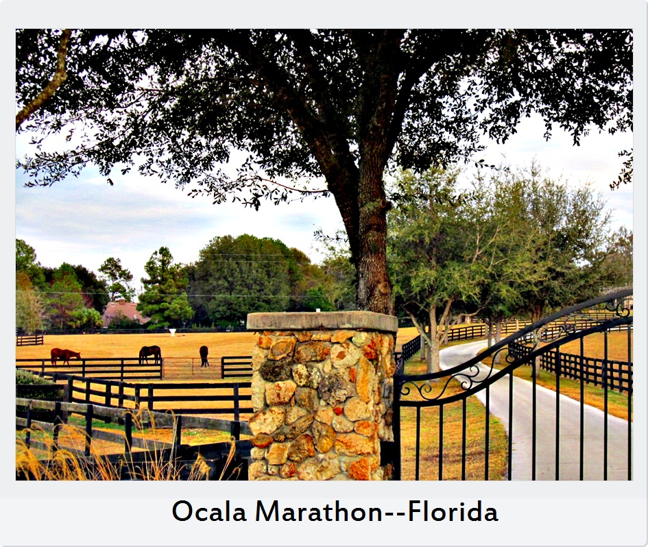 Ocala MarathonFlorida 11th Overall. (Age Group Award) 50sub4 Finisher