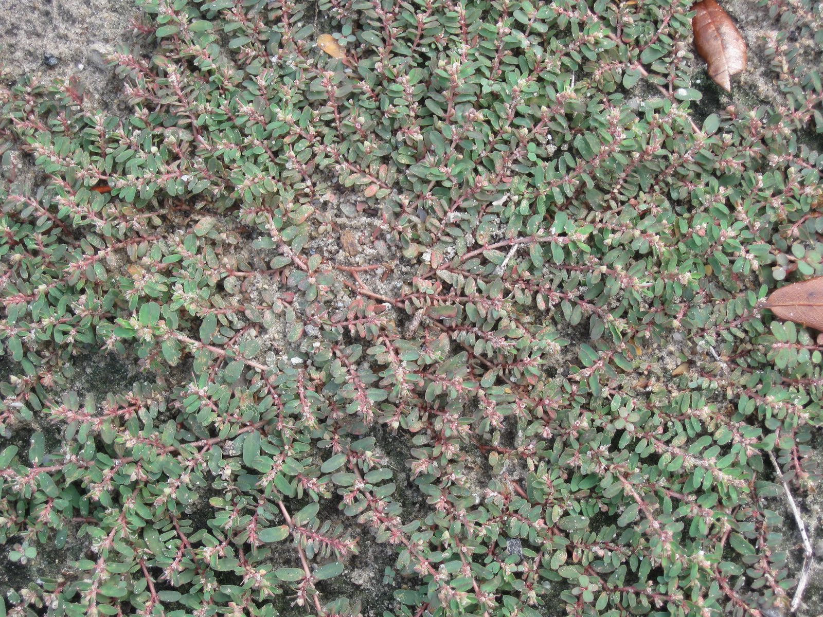 Gardening From the Ground Up SUMMER WEEDS, PART 1