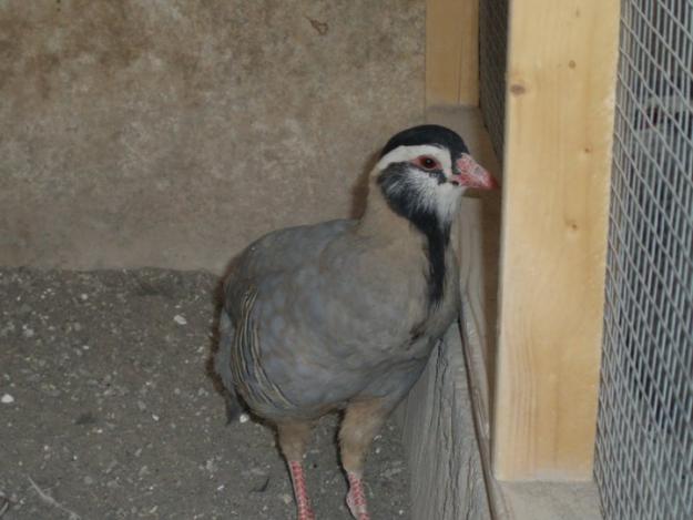 Maskati Chakor Arabian For Sale In Quetta - Pets For Sale In Pakistan