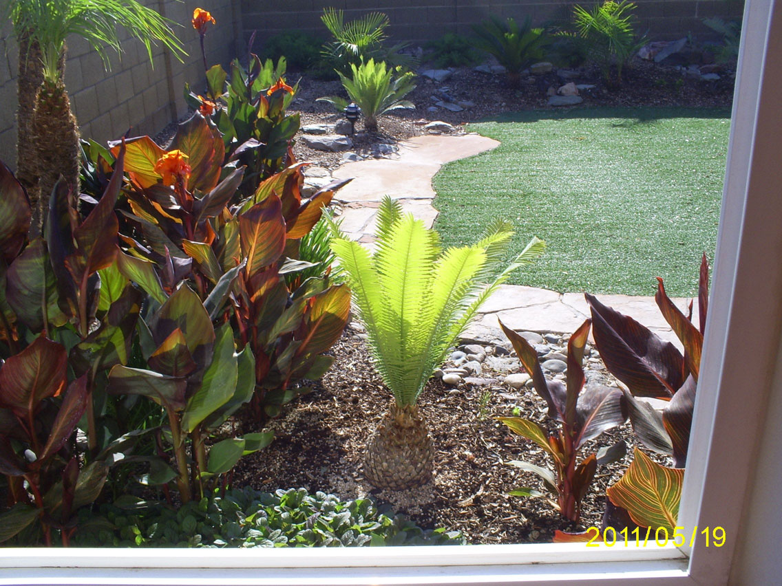 Brad's Tropical Paradise: Backyard View Of The Tropical Paradise Backyard view of The Tropical Paradise - Brad's Tropical Paradise: Backyard View Of The Tropical Paradise