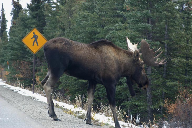 How large was the biggest moose ever?