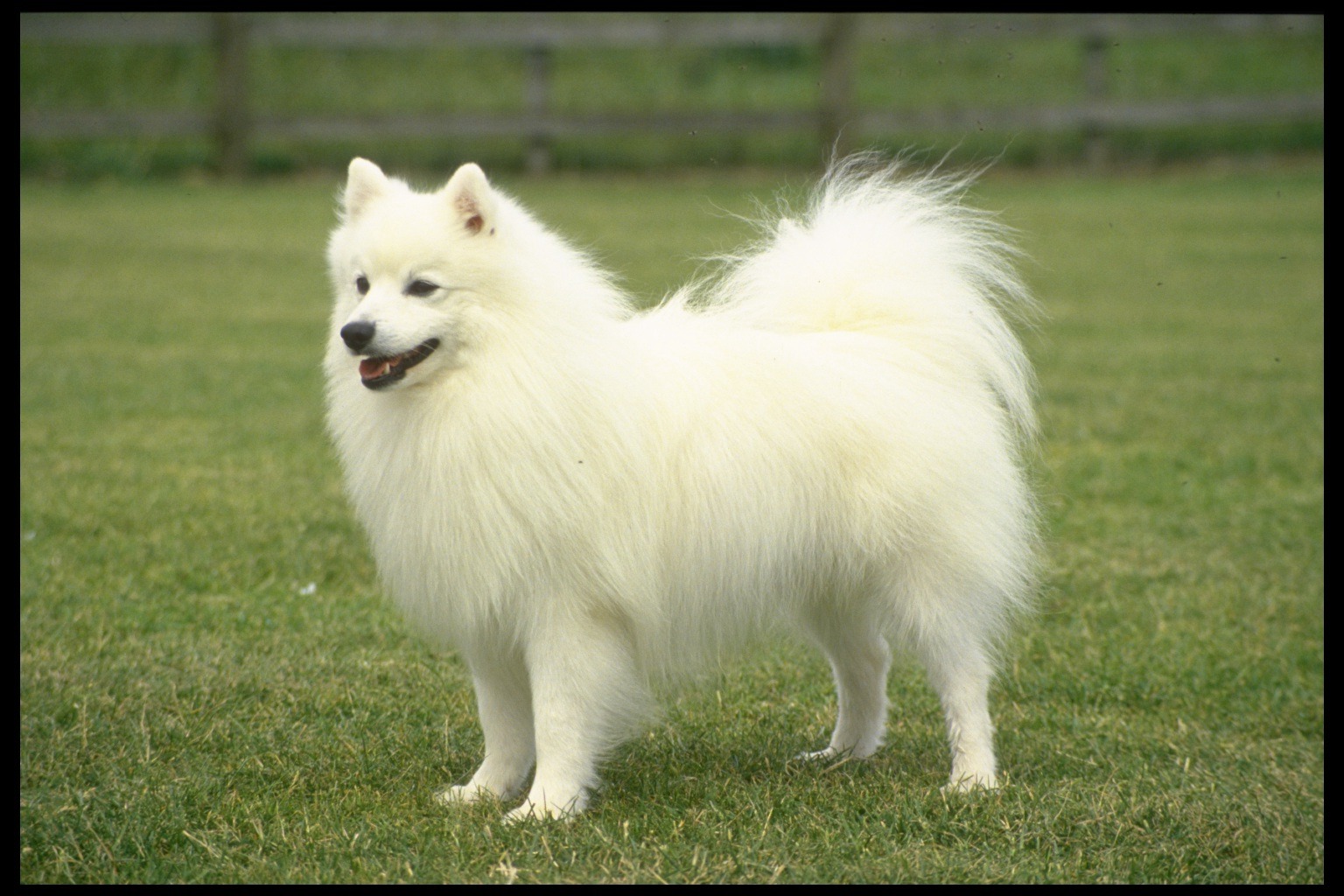 small spitz