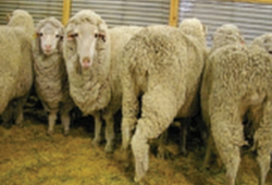 Jenis Dan Karakteristik Bahan Serat Kerajinan Prakarya