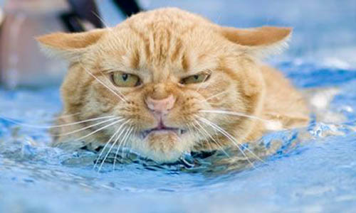 Cat Swimming Laps To Lose Weight