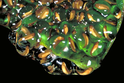 external fertilization