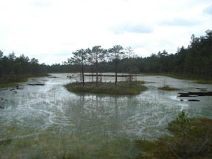 Tourbière en Estonie (bog in Estonia)