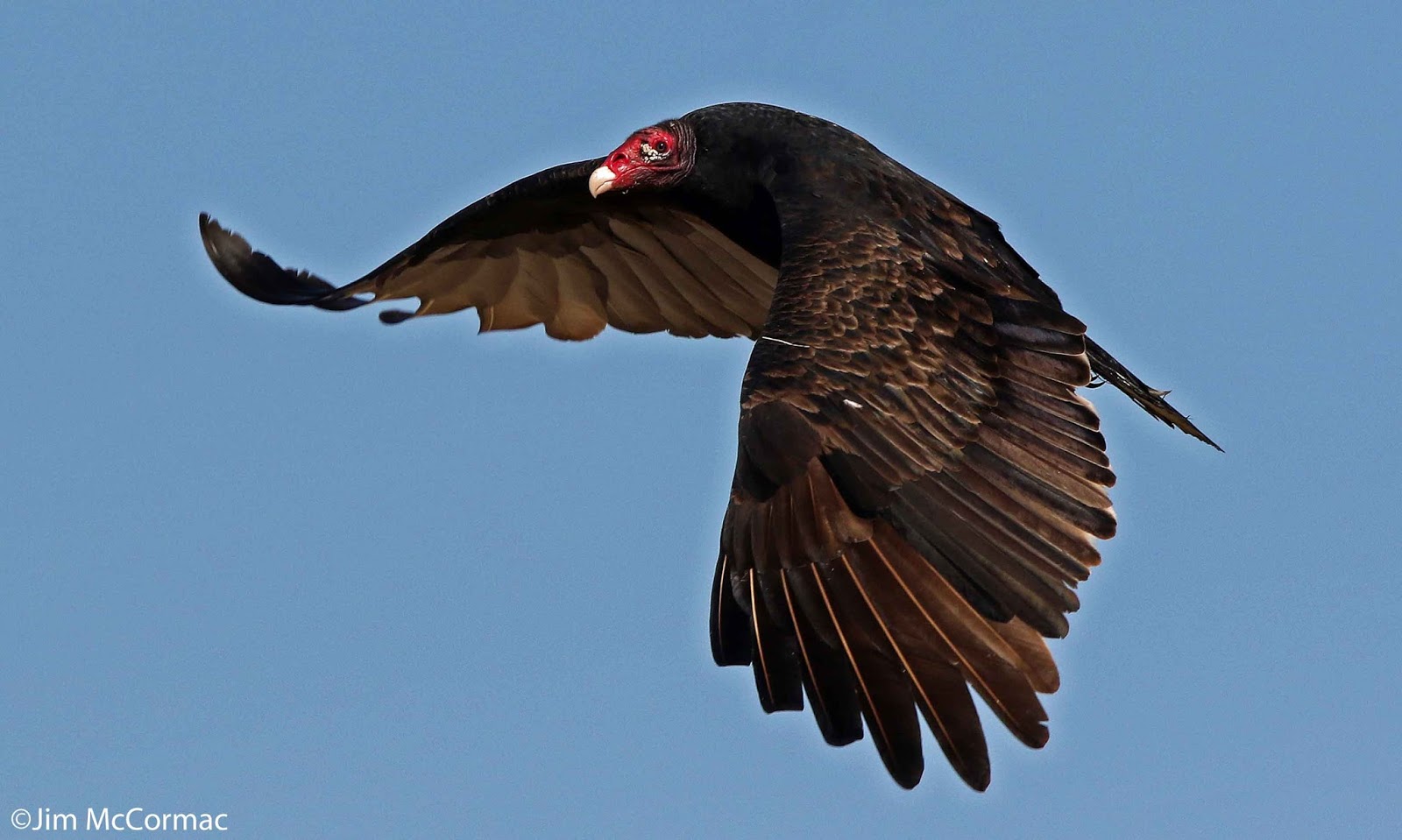 Ohio Birds and Biodiversity Hunting shorebirds