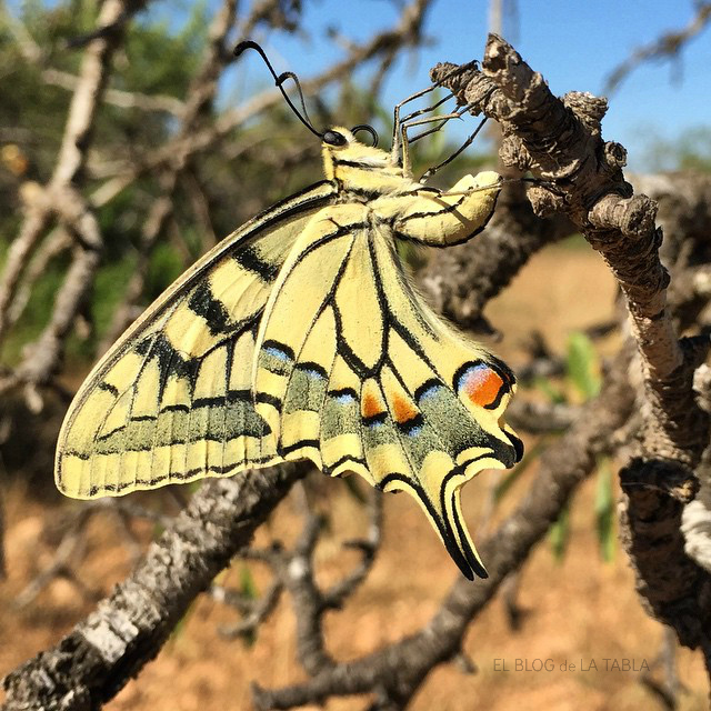 Alas cerradas de Papilio machaon EL BLOG DE LA TABLA